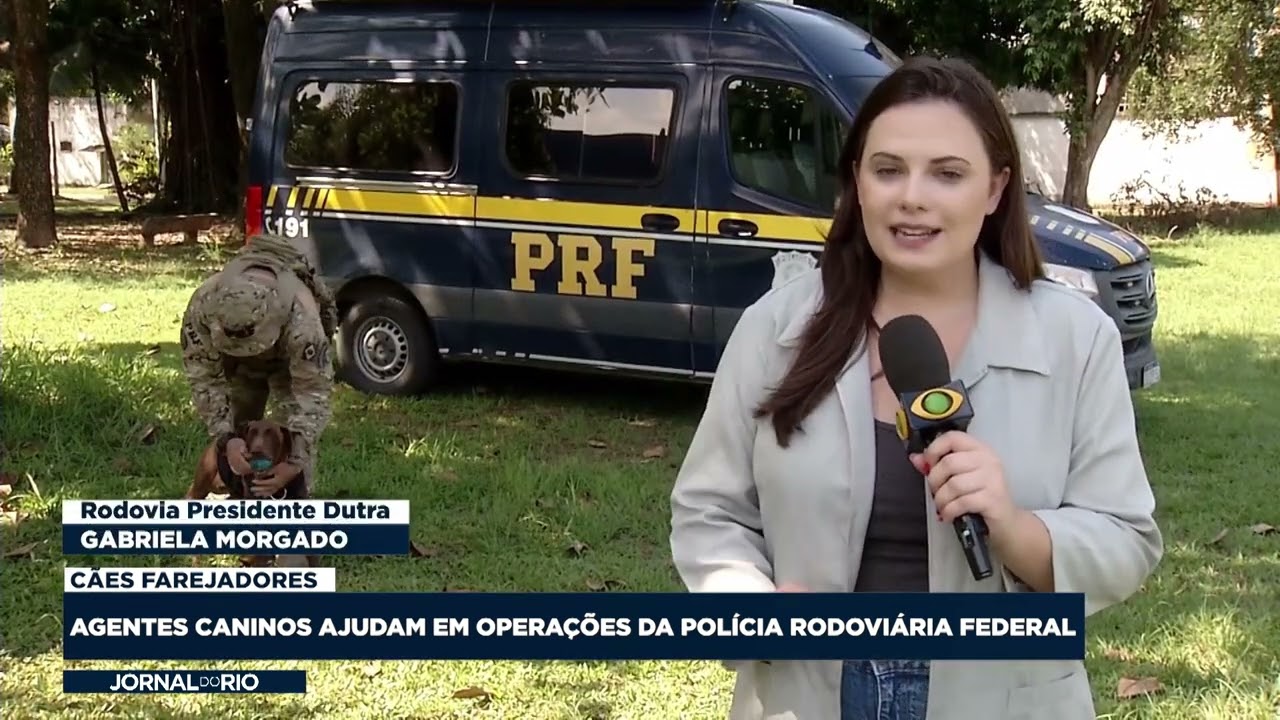 Cães da PRF: Agentes de quatro patas ajudam em operações da Polícia Rodoviária Federal