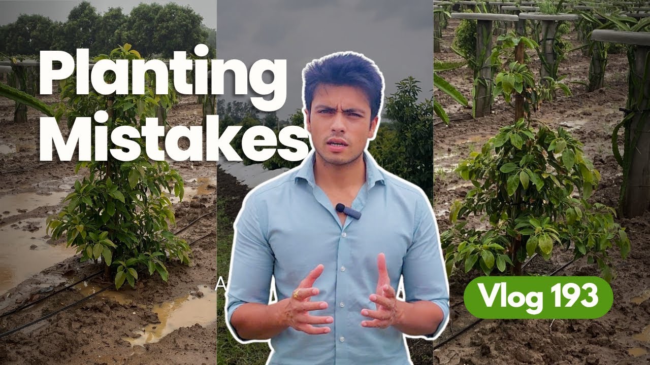 Planting Mistakes to Avoid in Avocado Farming | Indo Israel Avocado Vlog 193 | Call +91-6268643227