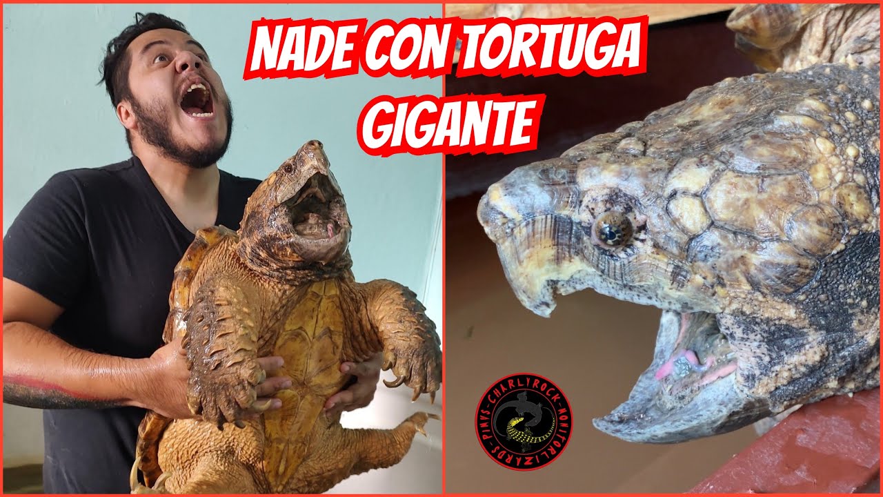 ME METÍ AL ESTANQUE DE TORTUGA GIGANTE 🤯🐢 (REPTIL ROOM TOURS KEVIN HUITRON) PARTE 3/3