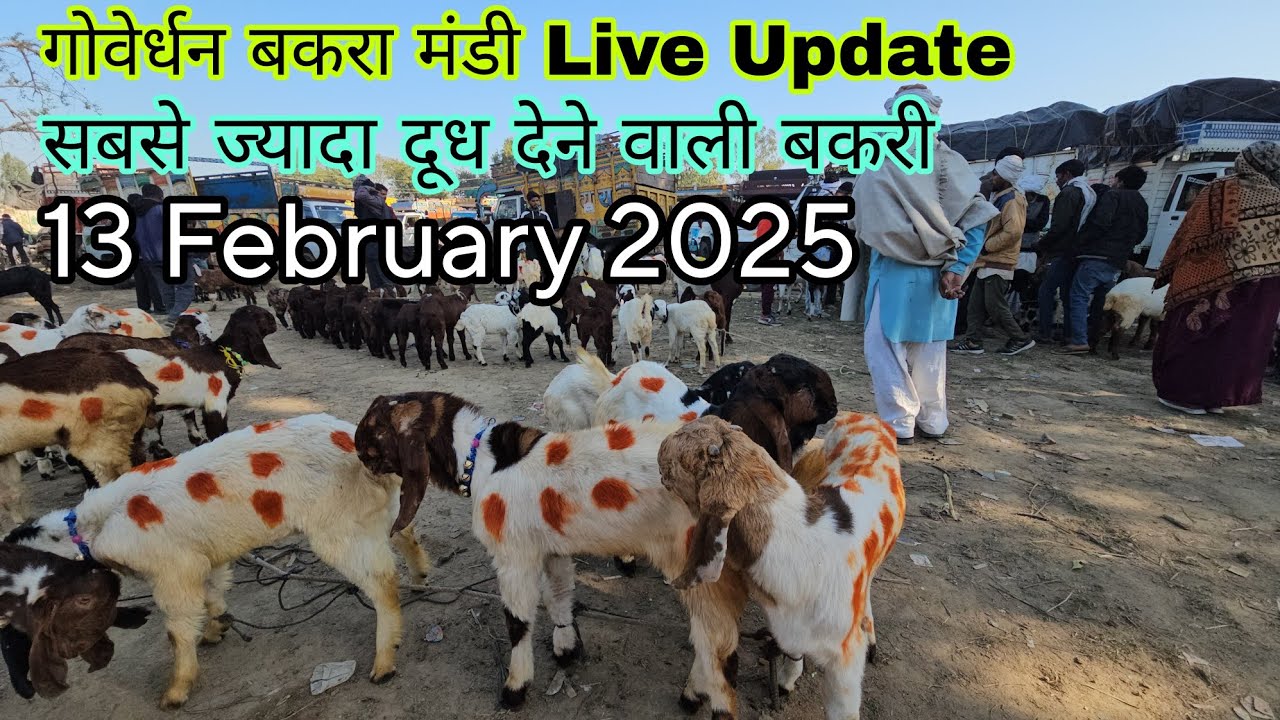 गोवेर्धन बकरा मंडी उत्तर प्रदेश || 13/2/2025 Live Update Part 2 || दूध वाली बकरियां टॉप क्वालिटी मे