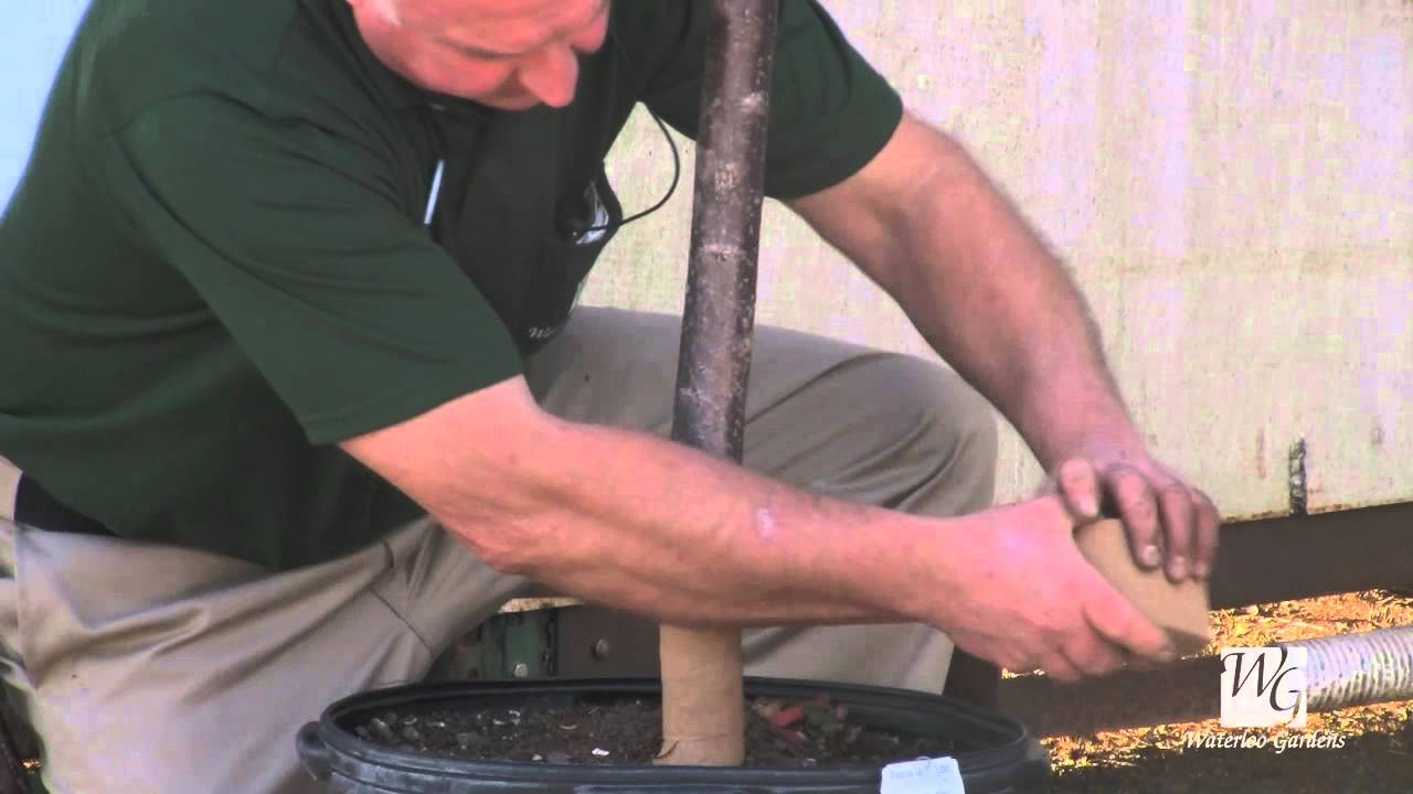 Preparing Your Garden for Winter: Tree Wrapping 5/5