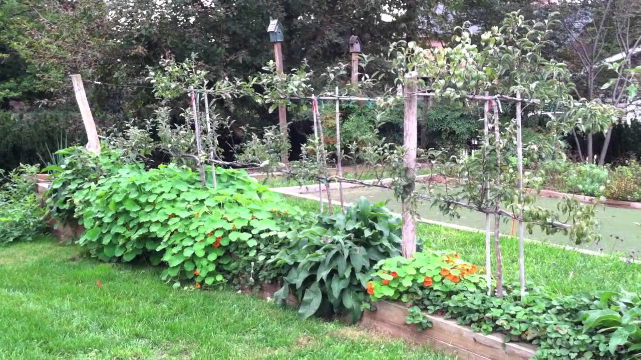 Espalier Fruit Fence