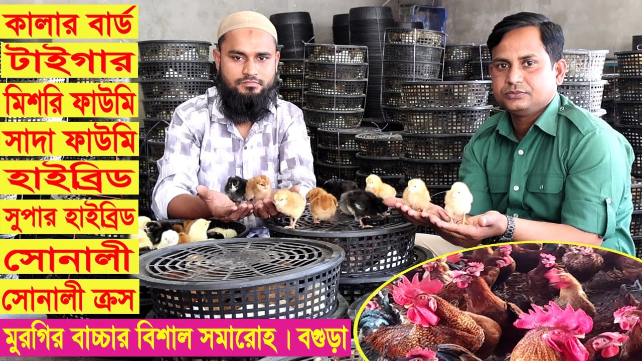 মুরগির বাচ্চা পাইকারি ও খুচরা । কালার বার্ড, টাইগার, ফাউমি, হাইব্রিড, সুপার হাইব্রিড, সোনালী ইত্যাদি