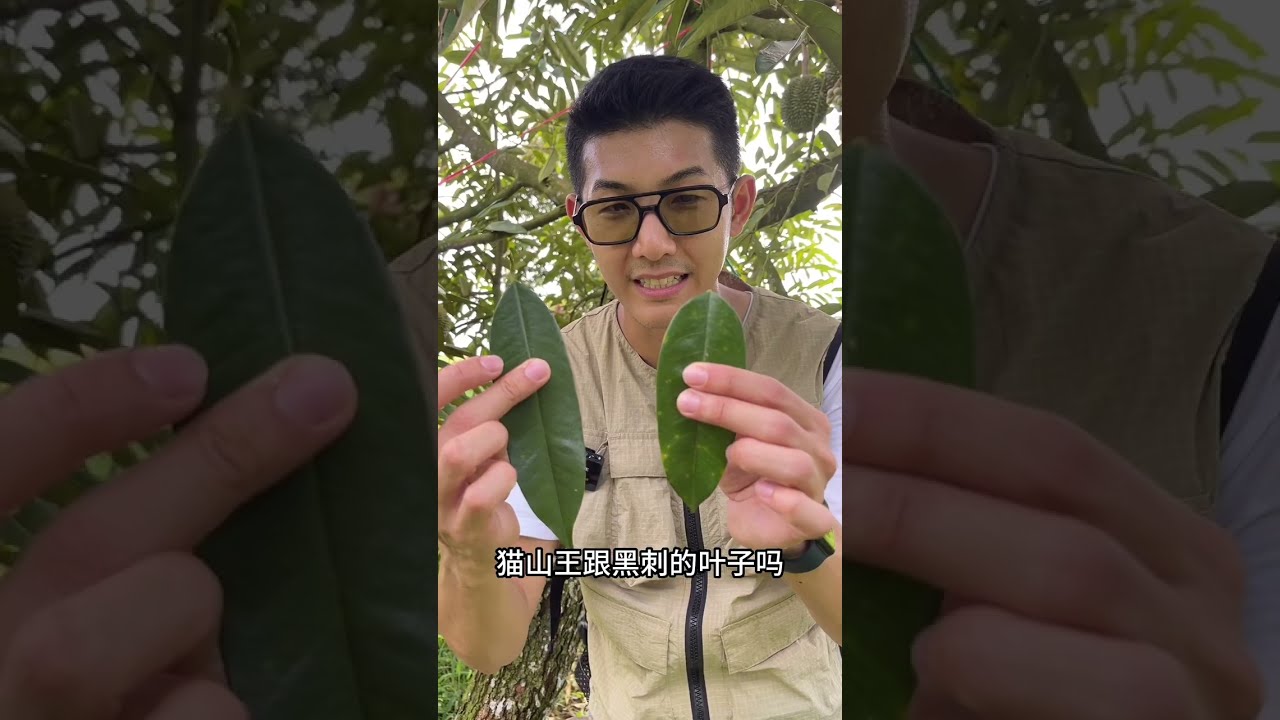【马来堂哥】柔佛莲花村 探访黑刺榴莲园 #马来西亚