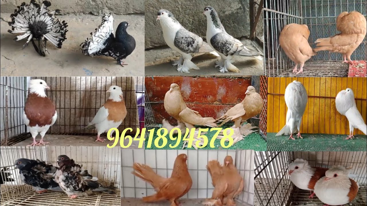 #fancy pigeon selling video in Indian #Fancy kobutor selling video in Indian #best #Ayan pigeon fram