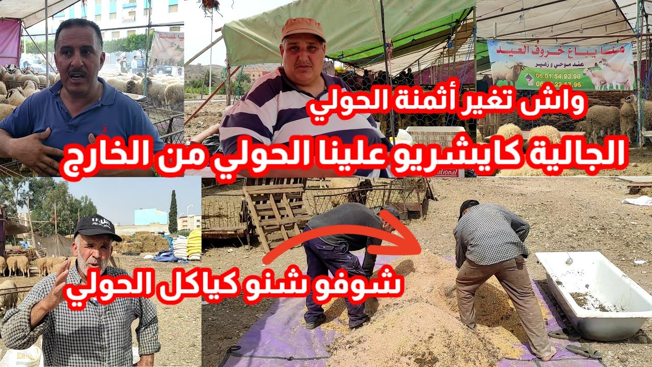 من زريبة موحي وزهير شوفو شنو كياكلو الحوالا  شوفو شنو قالو كيتاصلو بنا الجالية كانسجلو لهم الحولي
