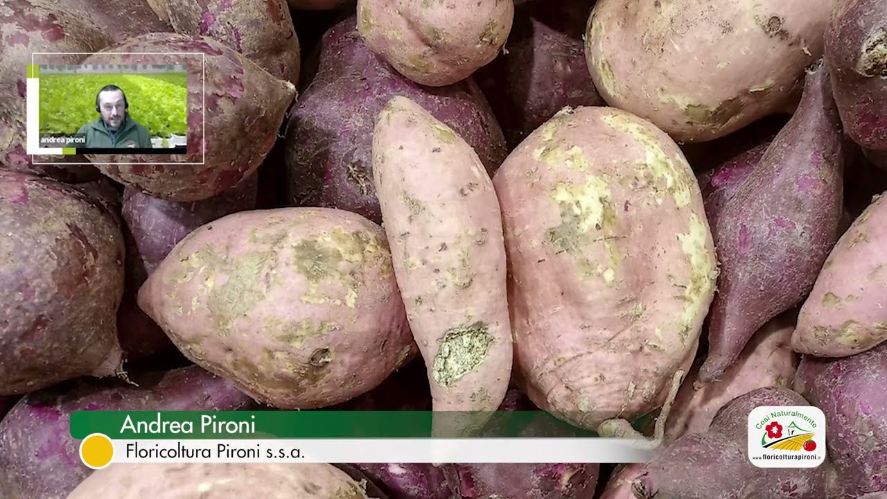 IPOMEA O BATATA