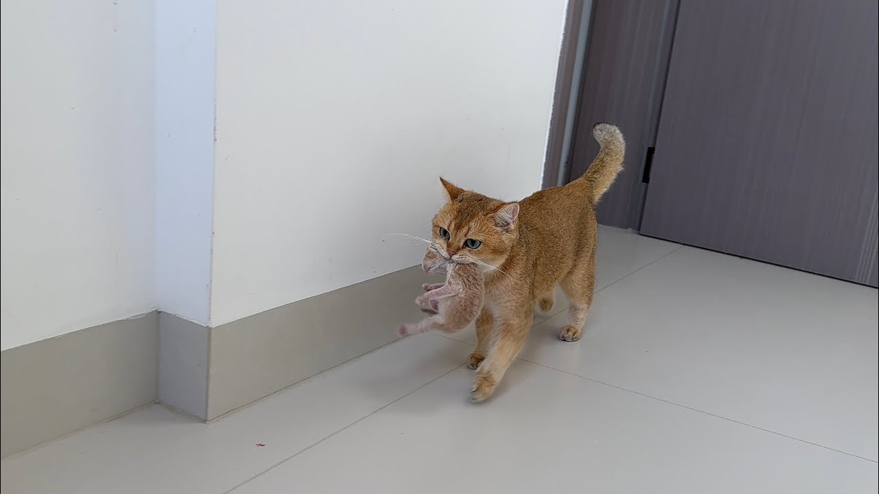 The mother cat took her kitten to the kitten's father for the first time. How did the father react?