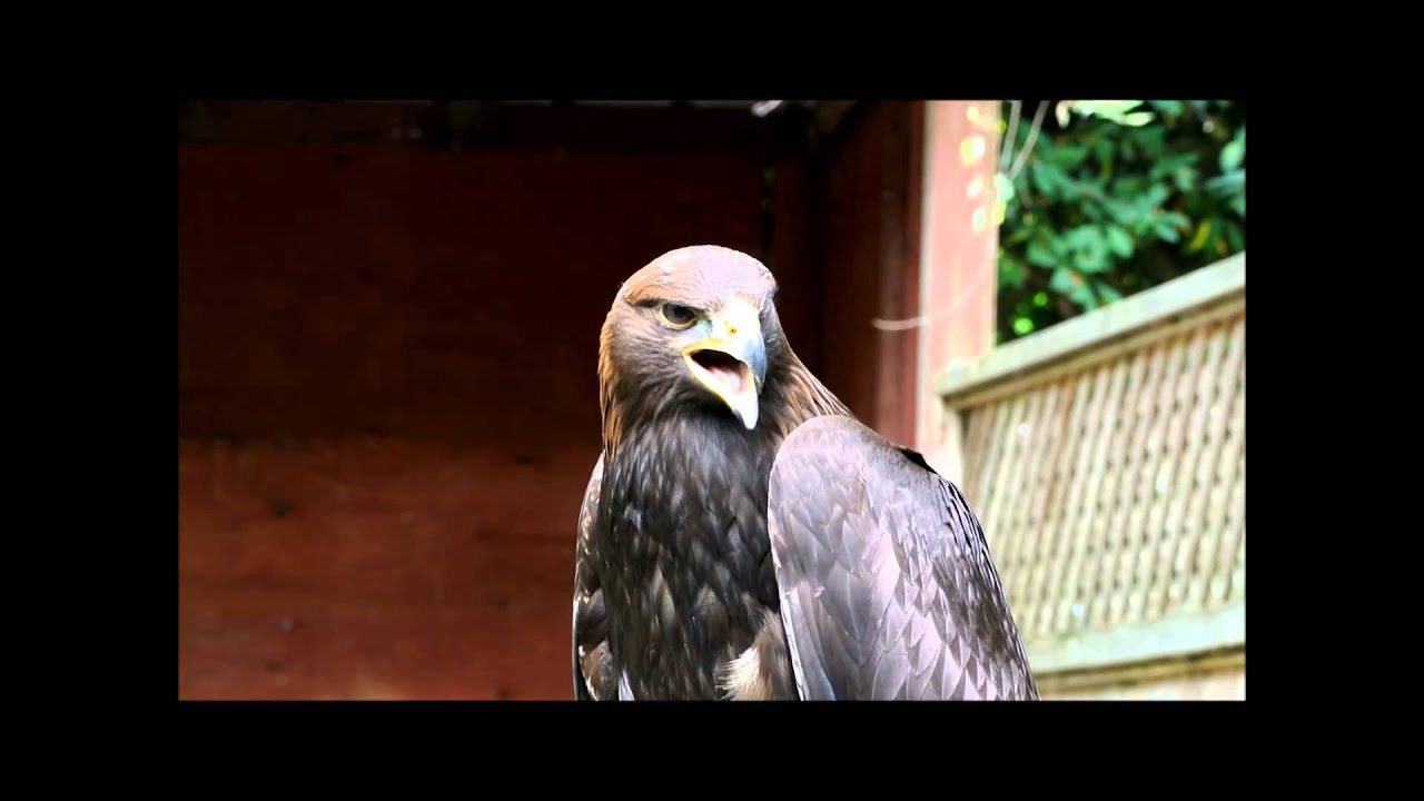 Golden Eagle calling