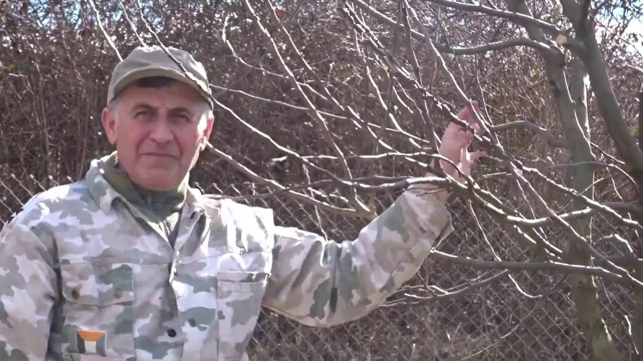 16 reguli de bază la tăierea pomilor