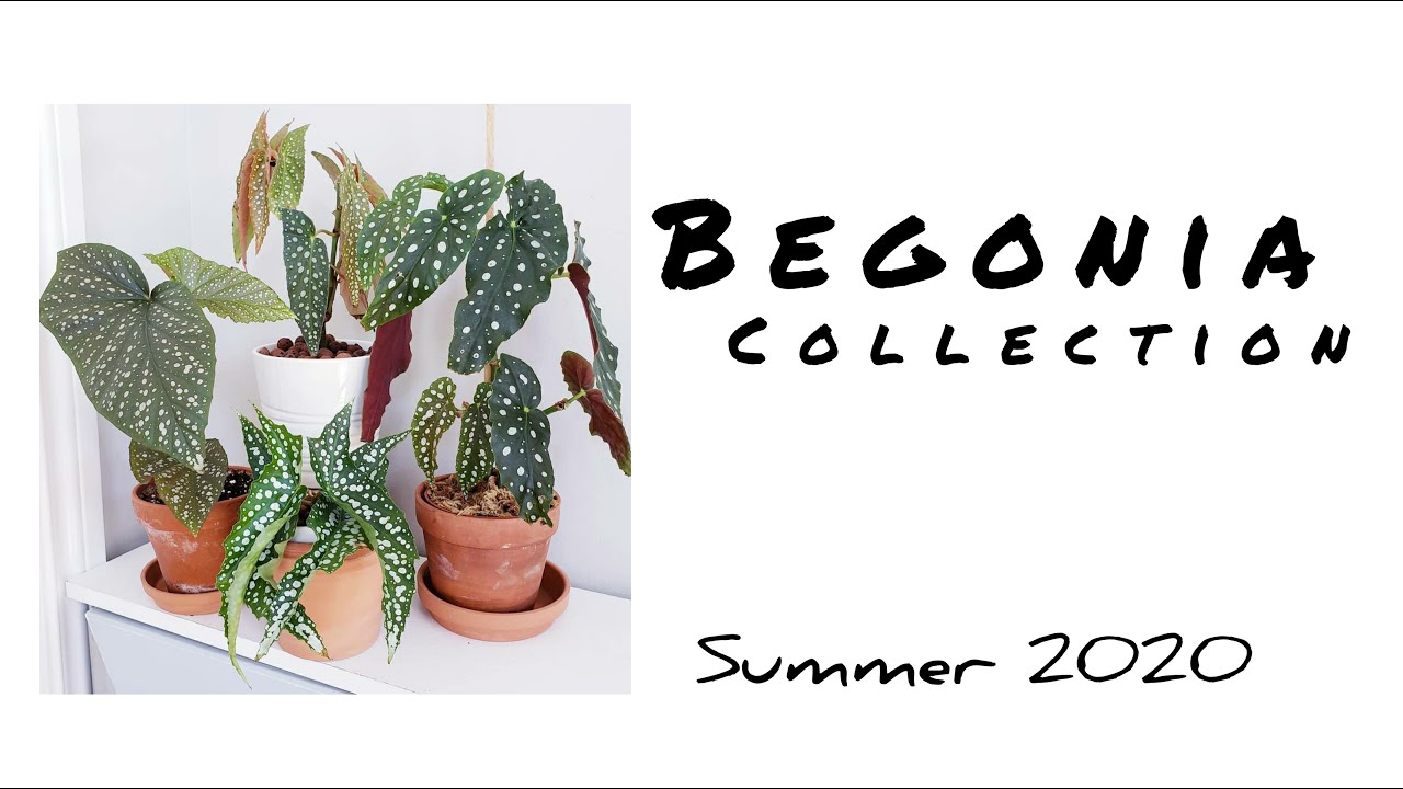 BEGONIA COLLECTION- SUMMER 2020