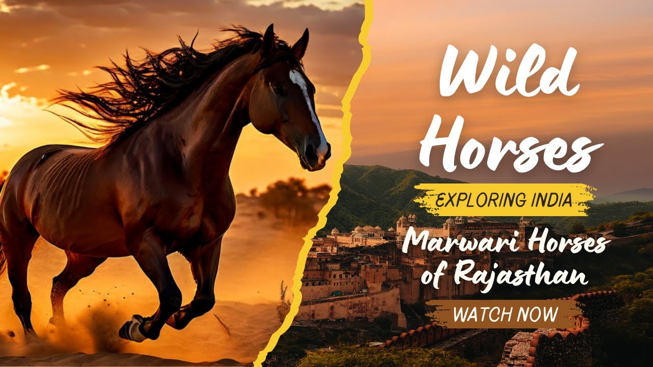 The Majestic Marwari Horses of Rajasthan: A Cultural Treasure