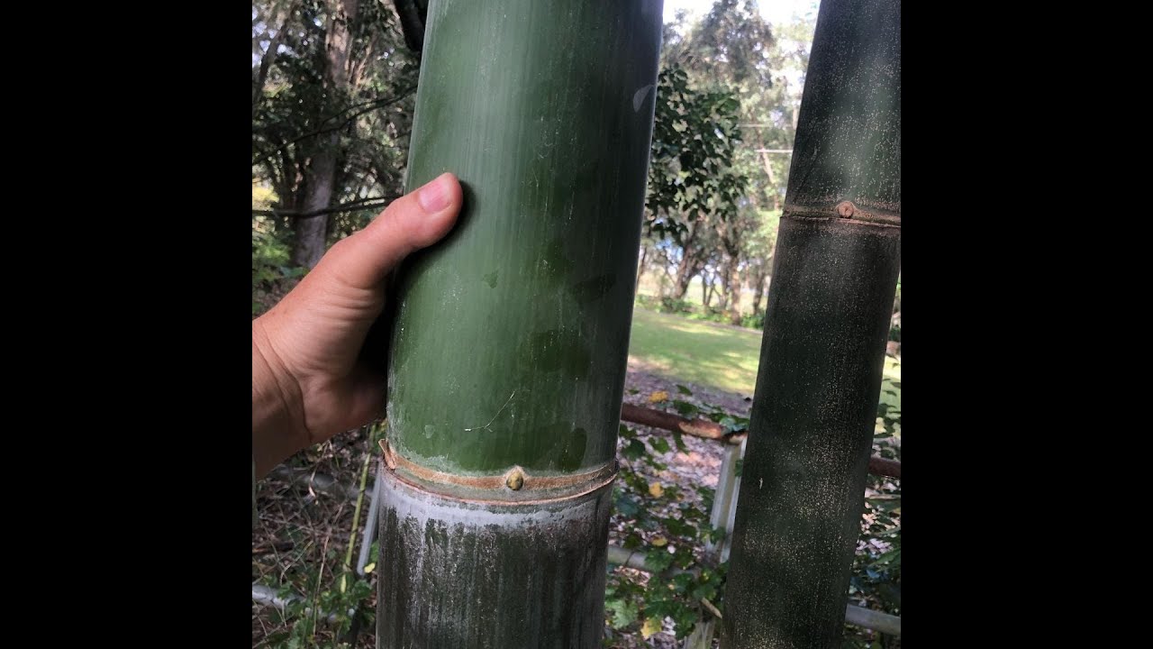 EL MEJOR BAMBU GIGANTE DE MI COLECCIÓN españa mallorca giant dendrocalamus asper bambusa oldhamiii