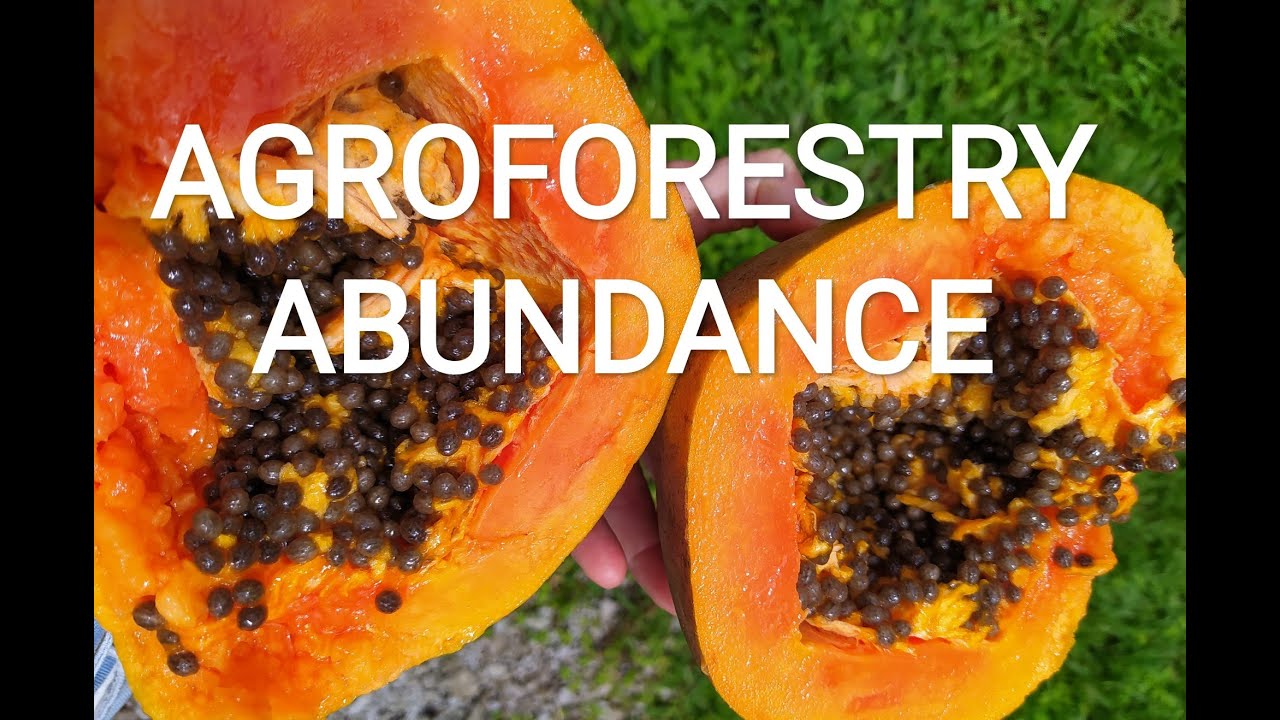 Harvesting Tropical Agroforestry Abundance: 6 years, 26 foods