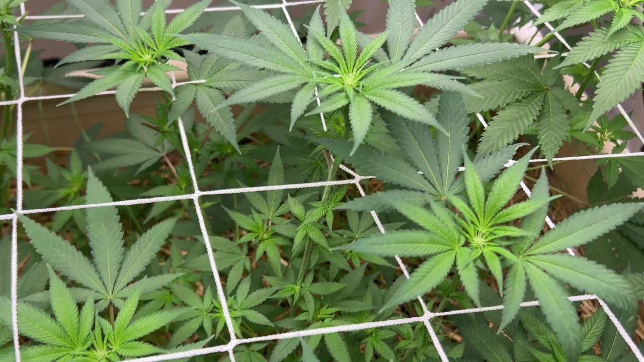 Flipping Cannabis to Flower ... Growing Barney's Farm Seeds w/ Mars Hydro !