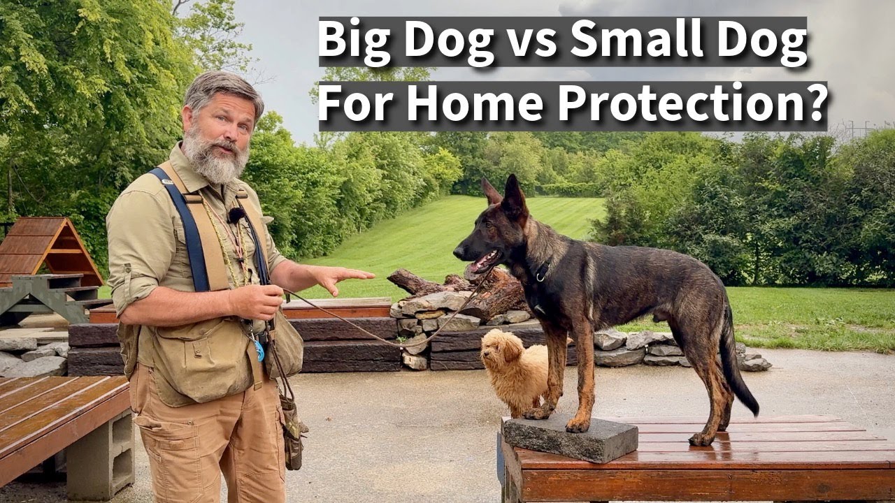 Why a SMALL Dog is a Better Protection Dog Than a Big Dog