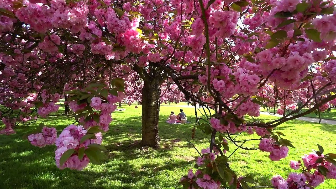 САМЫЙ ЛУЧШИЙ ПАРК ВОЗЛЕ ПАРИЖА | PARC DE SCEAUX