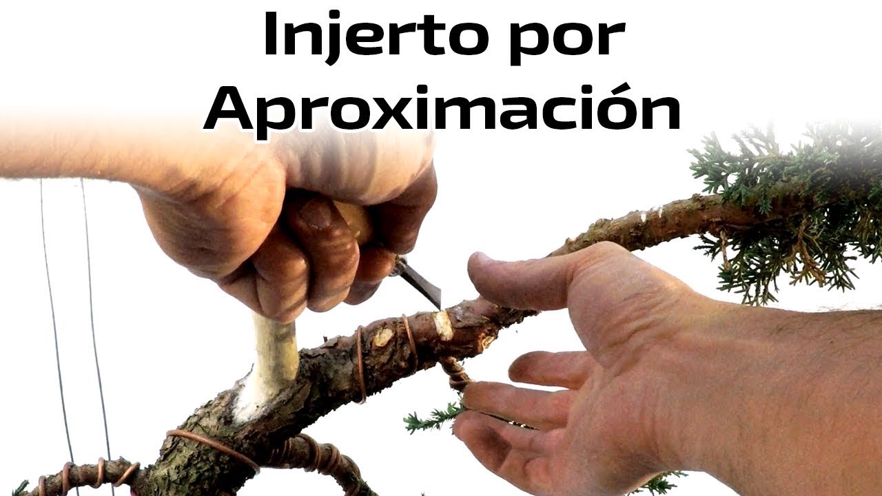 Injerto por Aproximación - Tipos de Injerto Nº 3