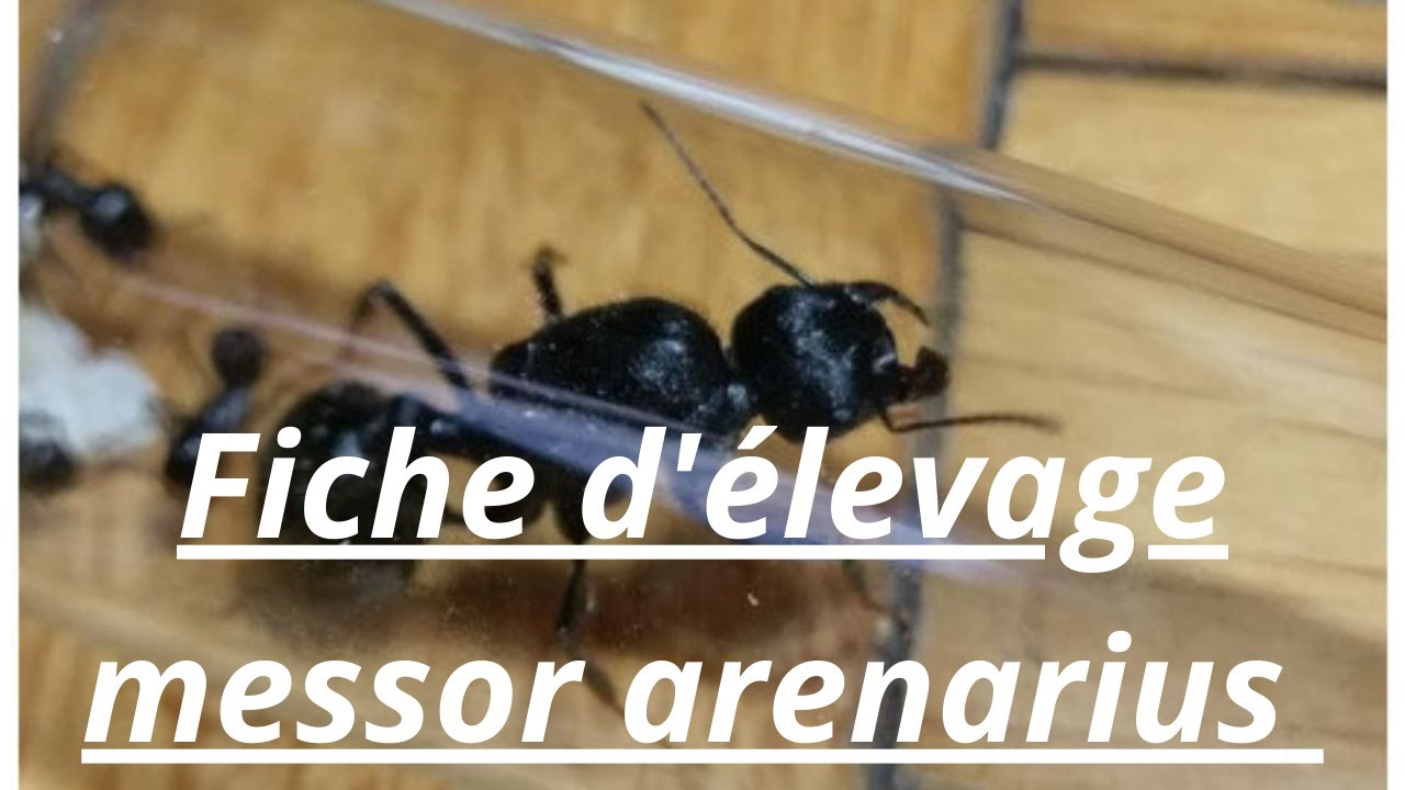 #fiche #d'&eacute;levage #messor #arenarius