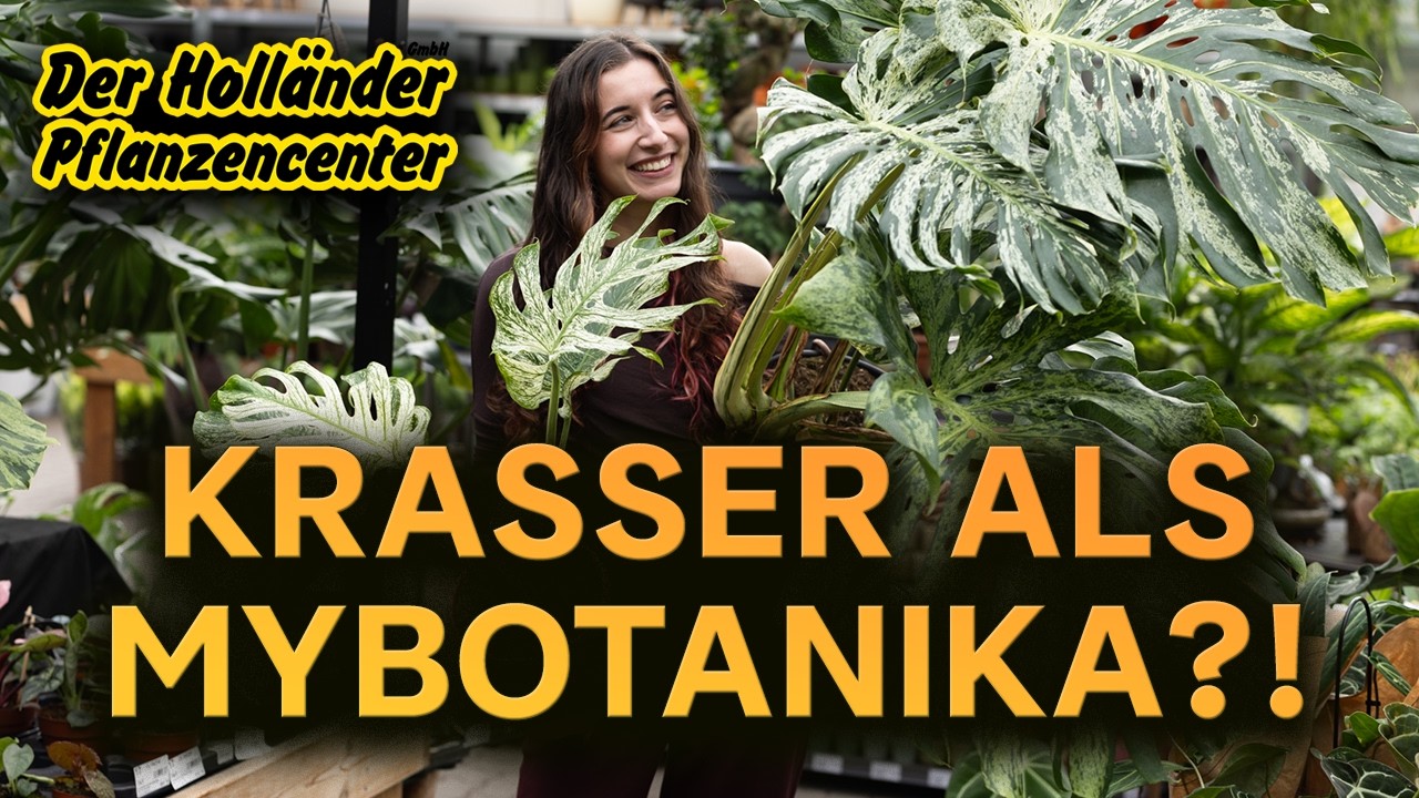 PFLANZEN SHOPPING 😍 Krasser als die myBotanika?! Seltene Monsteras beim Holl&auml;nder