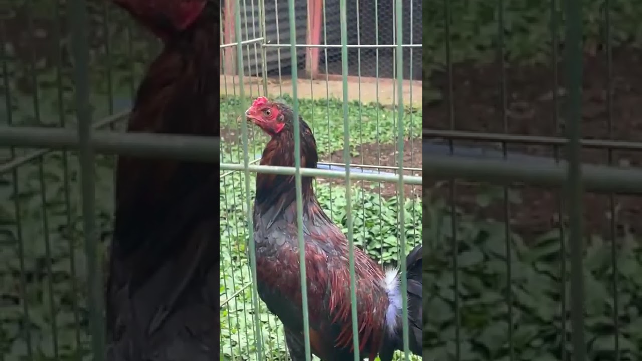 Desparacitando y Mostrando Pollos. Mamalena