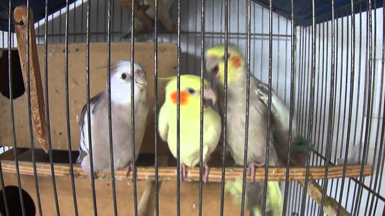 2 calopsitas macho querendo a fêmea