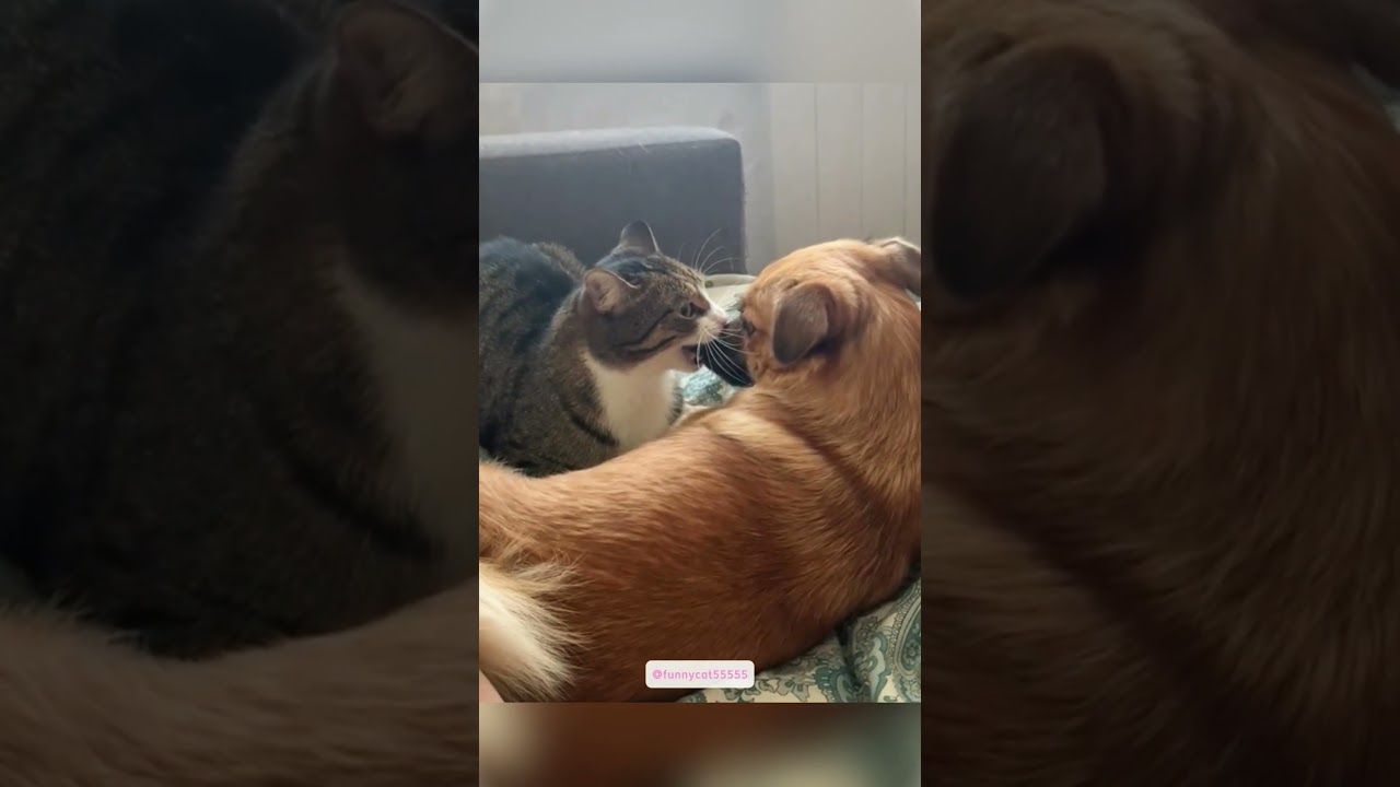 Cat bullying dog. #funny #fuunypets #cat #funnyvideos #pets #funypets #funnyanimals #funnupets
