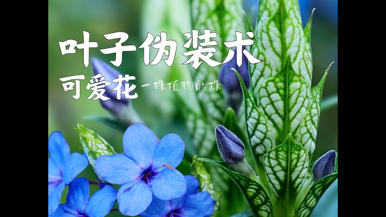 这不是花，是叶子！苞片比花还好看—喜花草也叫可爱花。