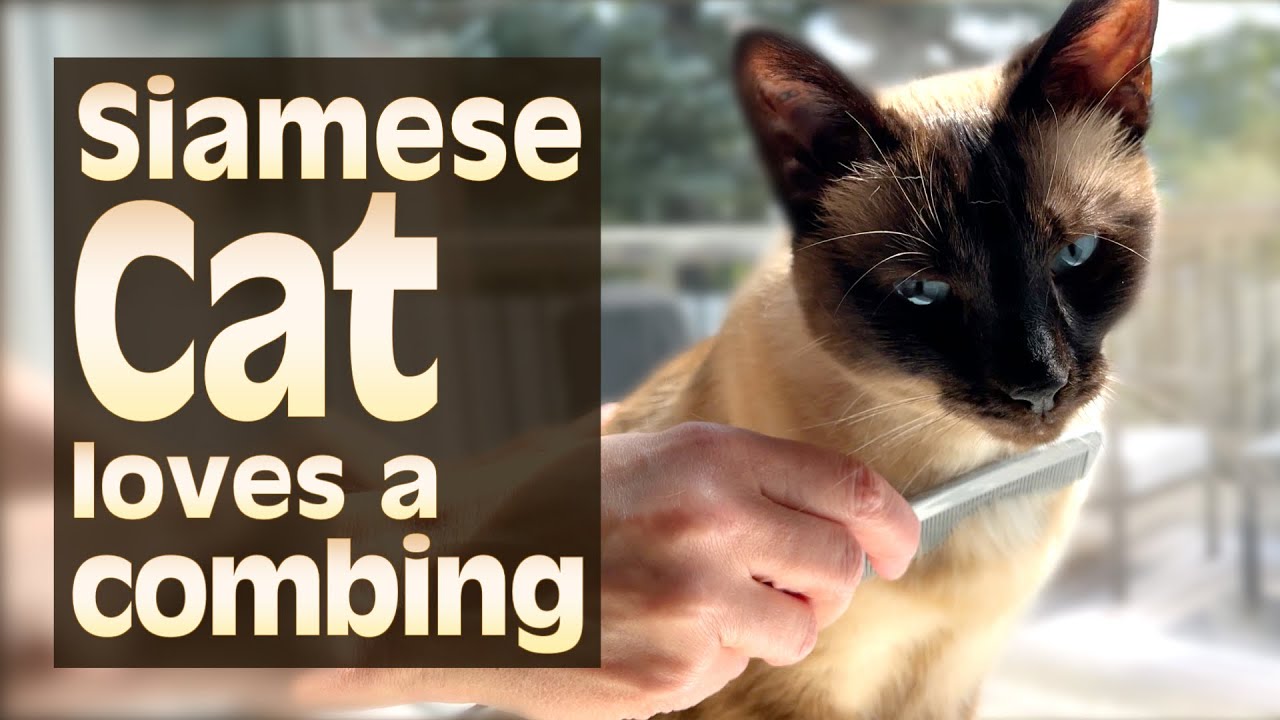 Siamese Cat loves a combing