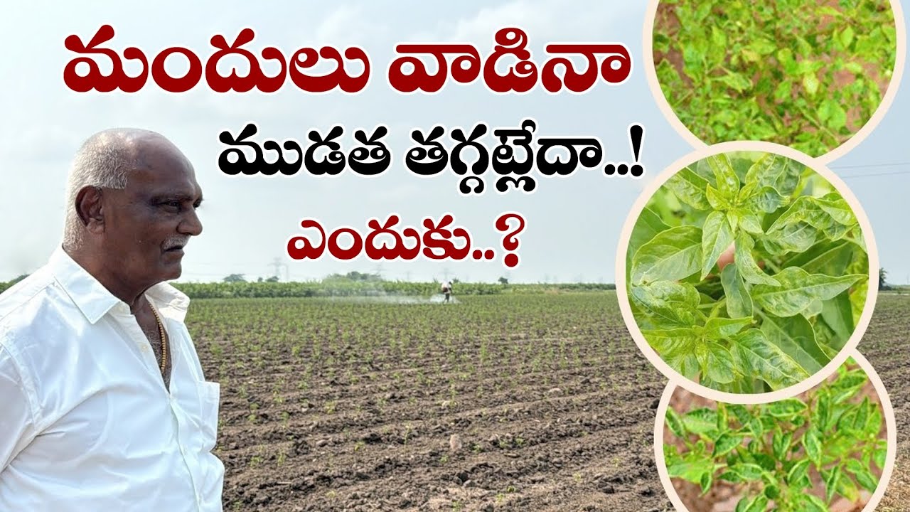 మందులు వాడిన ముడత తగ్గడం లేదా..! ఎందుకు..? | Ponnuswamy Natural organic farming | Ponnus Oils