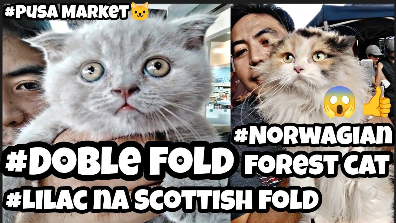 #petmarket #Grotto#Pusa Market😱🤩👍#Doble fold na Scottish fold#Norwagian forest cat 😺