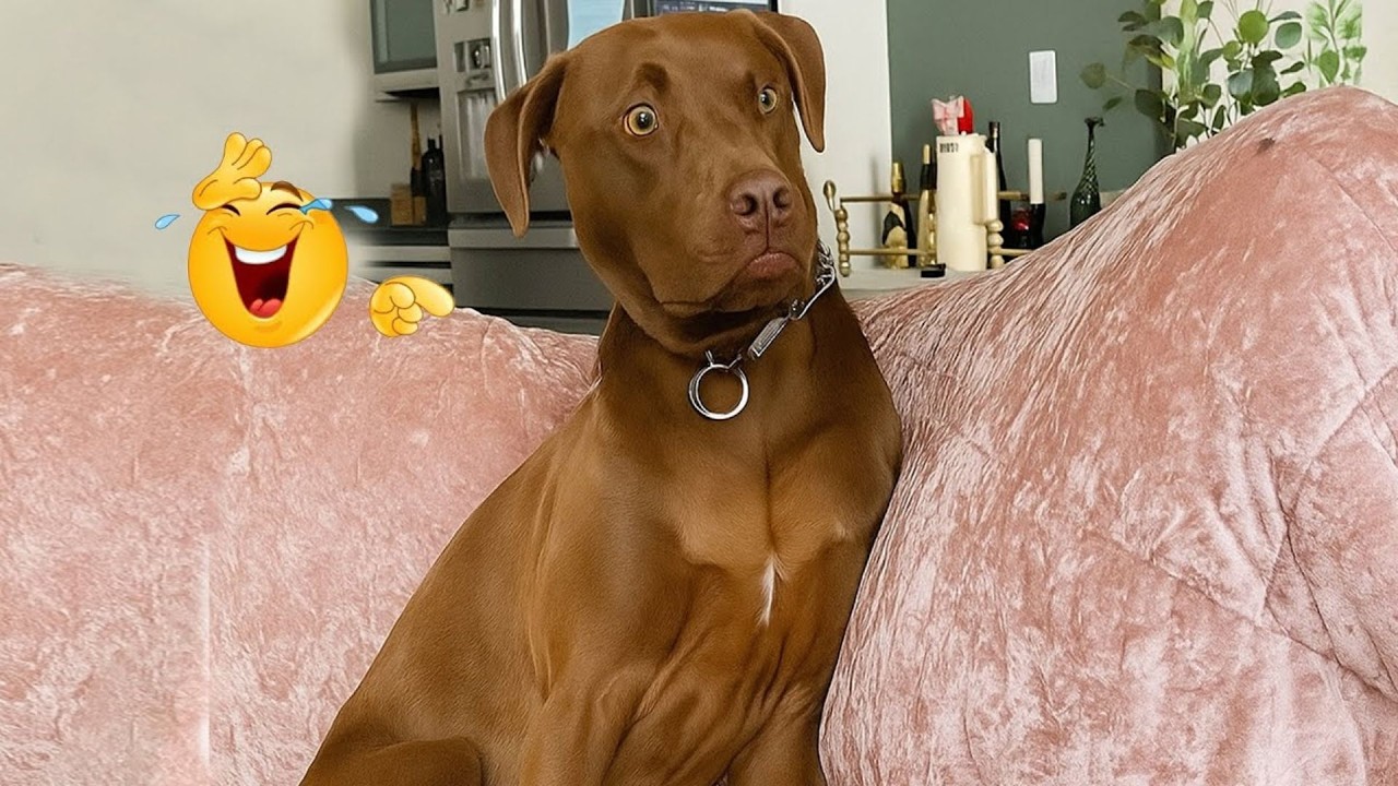 I Asked for a Dog… But Got a Full-Time Comedian Instead 😂🐶 Funniest Dog Moments Ever