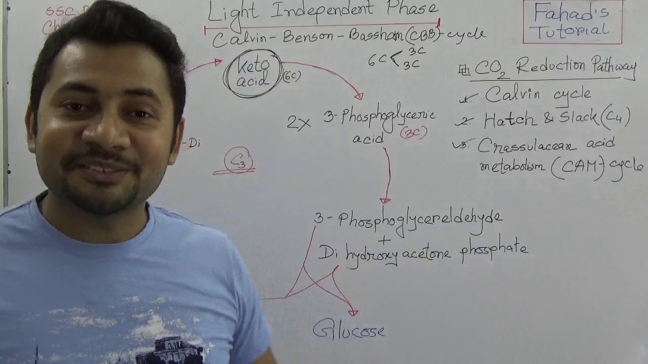 03. Light Independent Phase | Calvin Cycle | C3 Cycle | SSC Biology | English Version