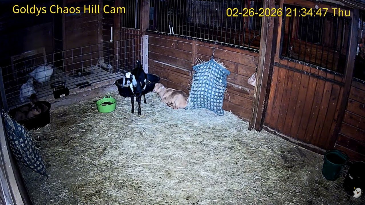 Goldy's  Chaos Hill 734pm to 10pm; Blossom Petal Mylo Melvin;  2 Turkeys  2262026