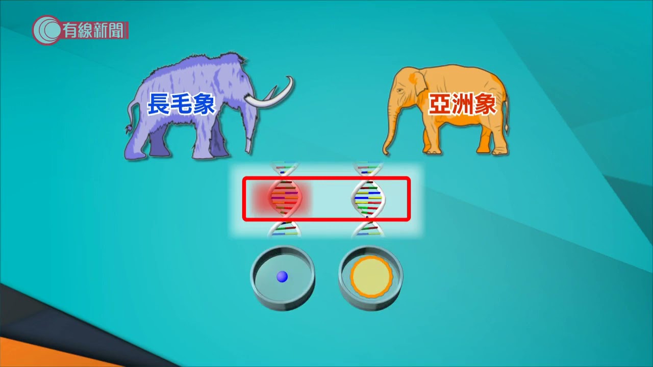 科學家計劃透過基因編輯技術「復活」長毛象 - 20210914 - 兩岸國際 - 有線新聞 CABLE News