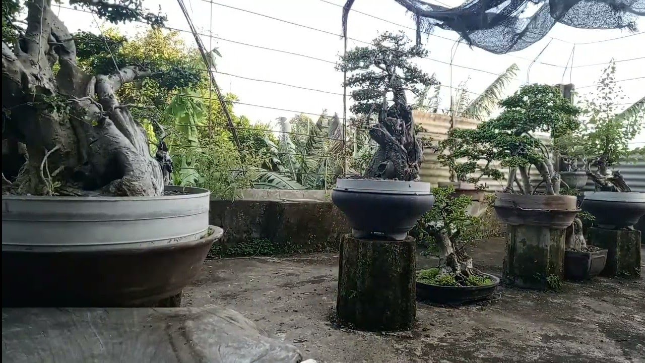 Mbah jenggot riview bonsai 