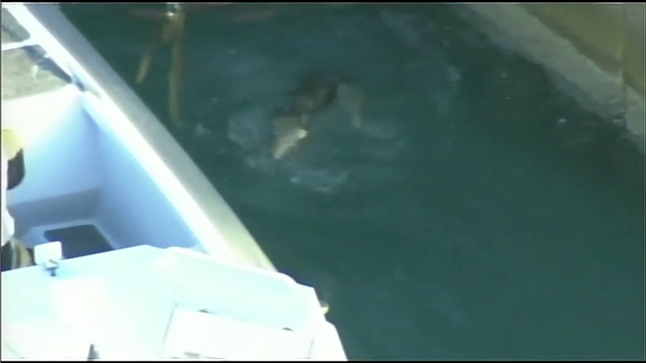 Zoo Miami’s Ron Magill speaks about FWC’s decision to euthanize rescued coyote