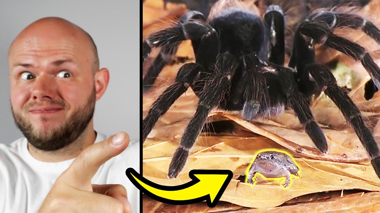 Pająki trzymają ŻABY jako opiekunki do dzieci! - FAKTY i MITY