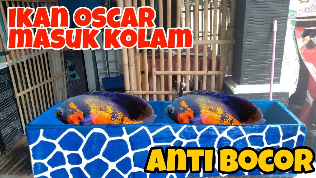 CARA BUAT KOLAM IKAN DARI STYROFOAM | Part 2