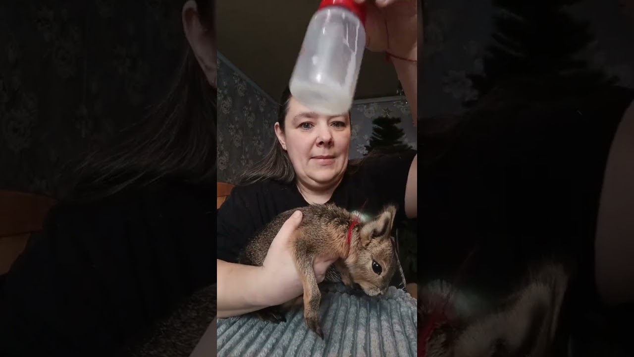 Патагонская мара, кормление, взвешивание #животные #shortsvideo #animals #pets #zoo #мара #грызуны