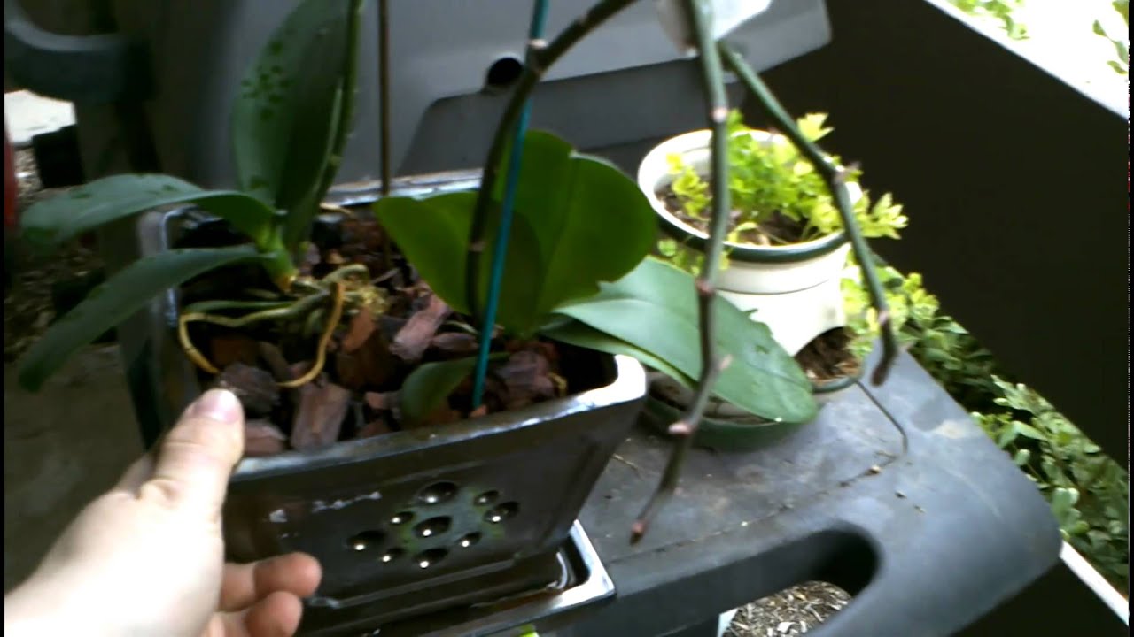 My orchid has lost its flowers