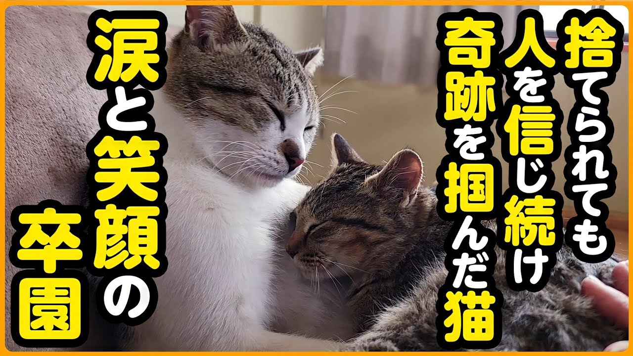 【祝！卒園】捨てられてケガを負っていた猫...それでも人を信じて、優しい家族の元へ