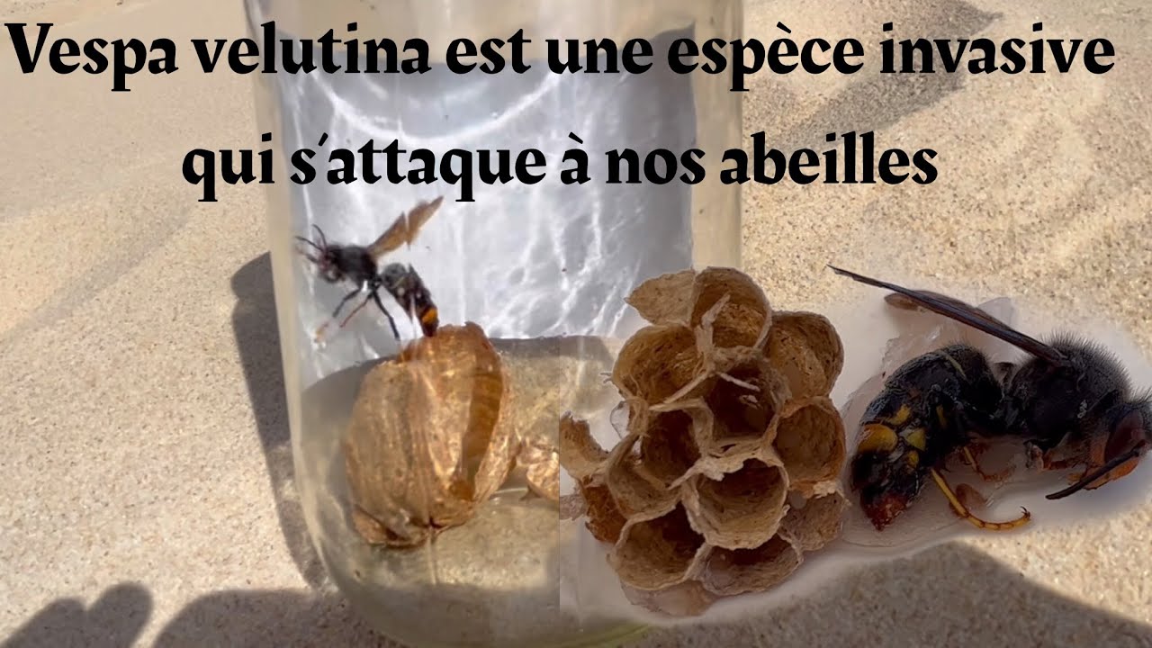 CAPTURE D’UNE REINE FONDATRICE FRELON ASIATIQUE (vespa velutina) ! Je la CRYOGÉNISE #hornet #health