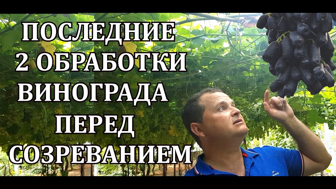 ПОСЛЕДНИЕ 2 ОБРАБОТКИ ВИНОГРАДА ПЕРЕД СОЗРЕВАНИЕМ!