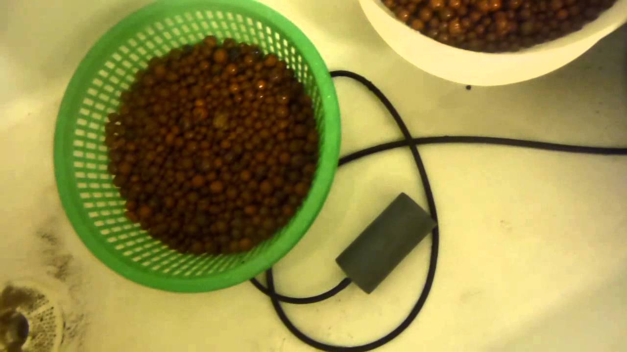 How to Clean and Sterilize Hydroton for Reuse
