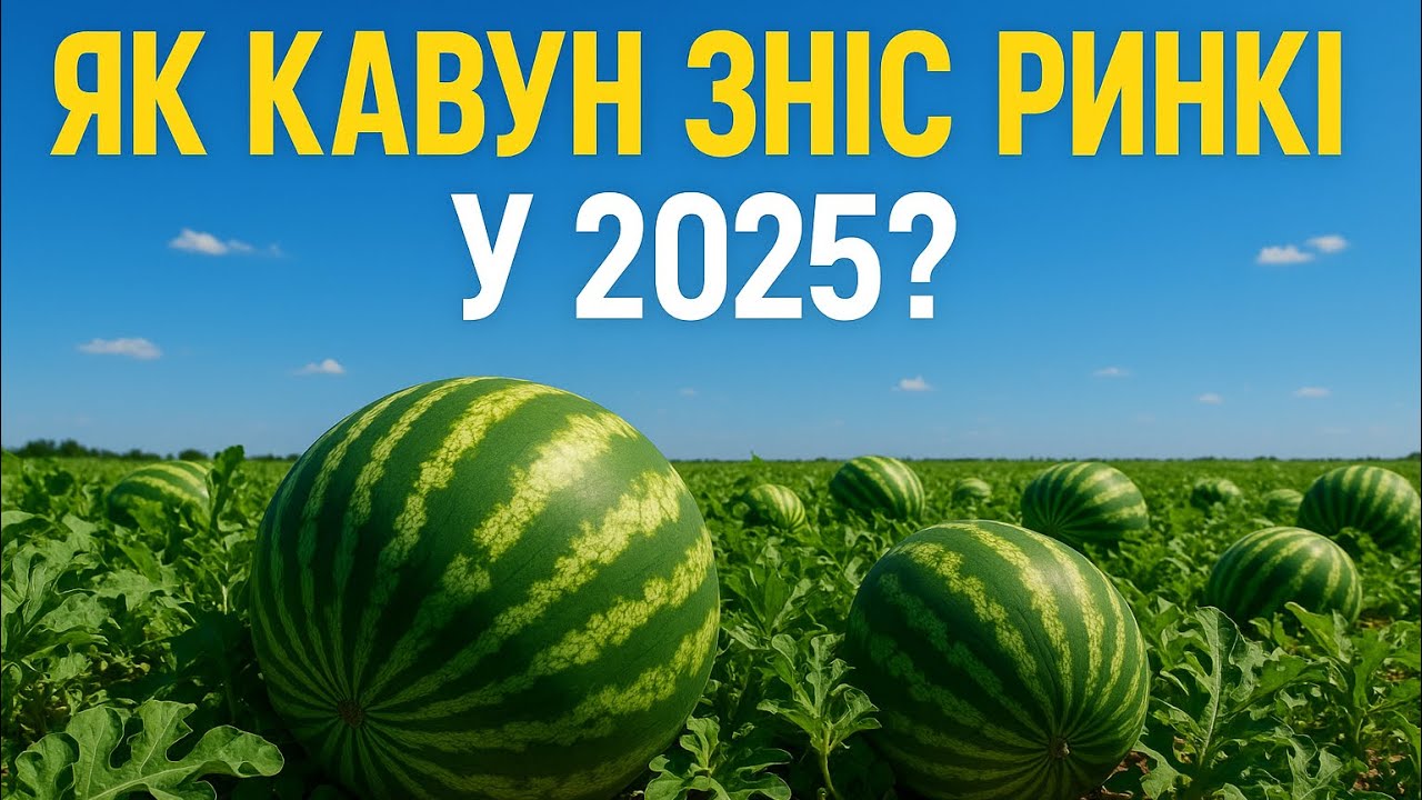 Кавун це Джек-пот або провал?Кавун 2025