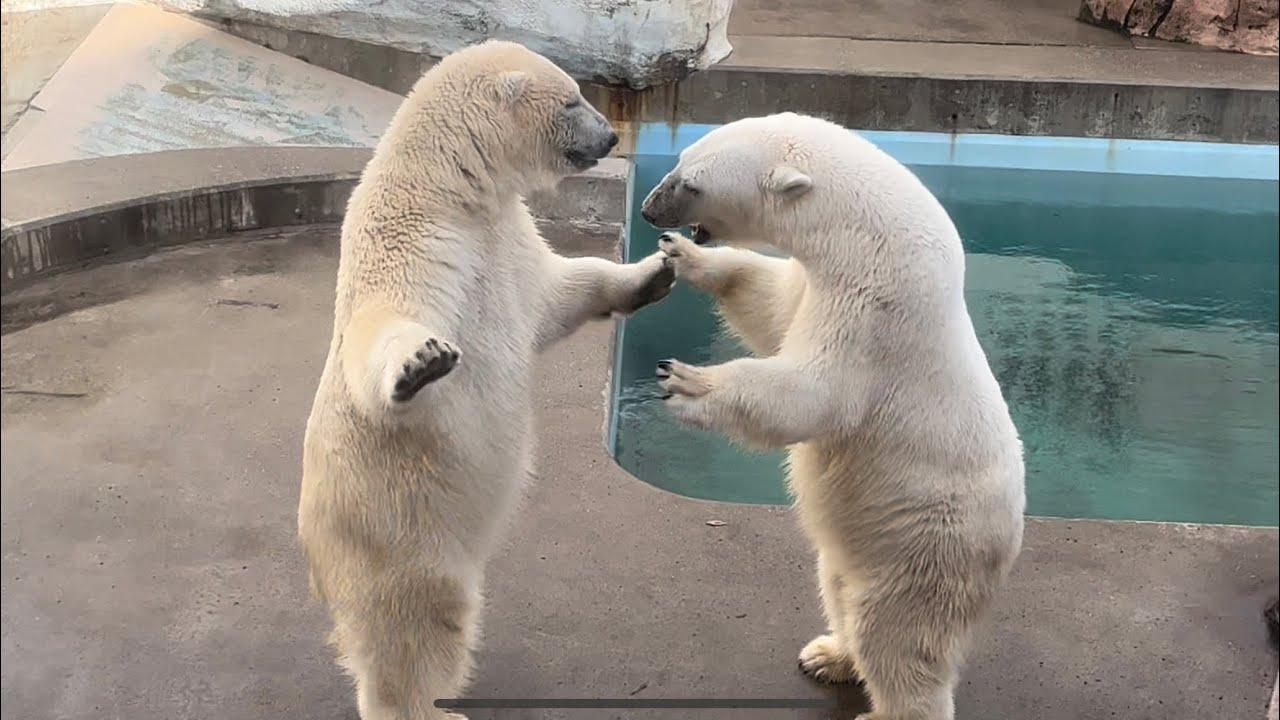 フブキ、ママにこんなことしないで‼️