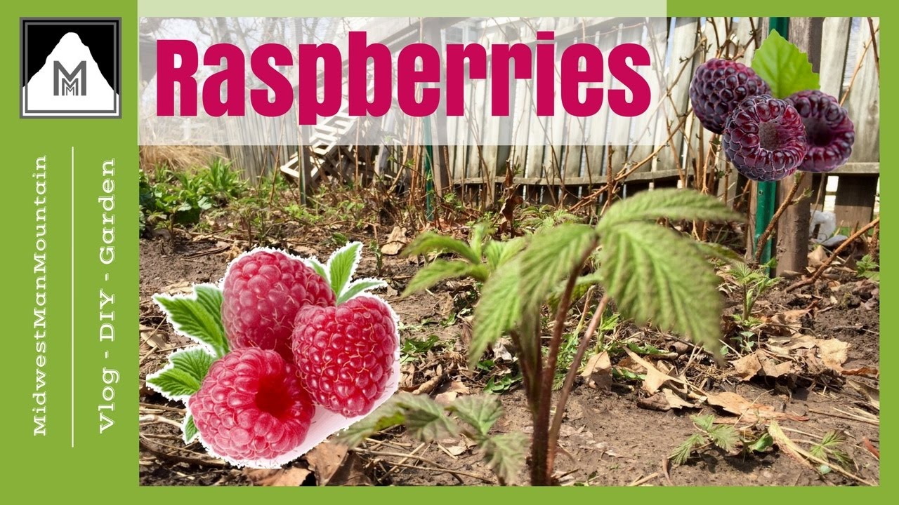 SIMPLE Tips For Transplanting Raspberries