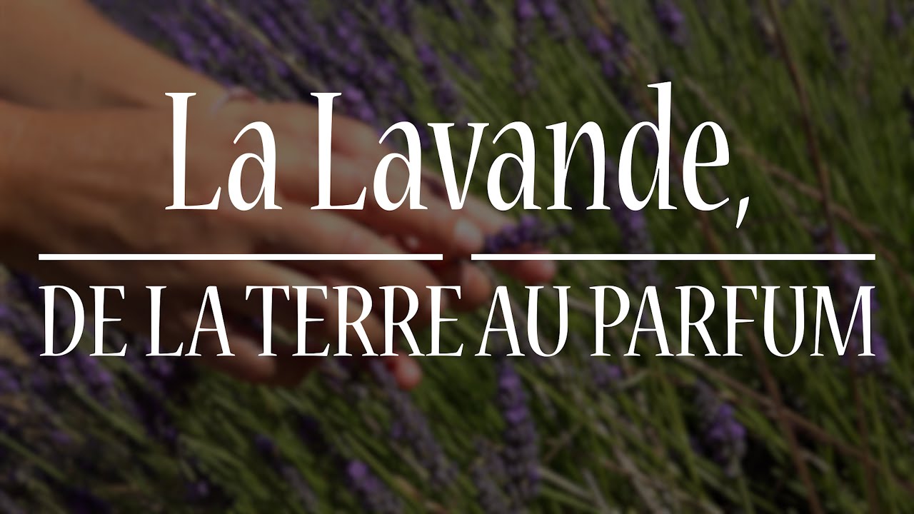 La lavande, de la terre au parfum !
