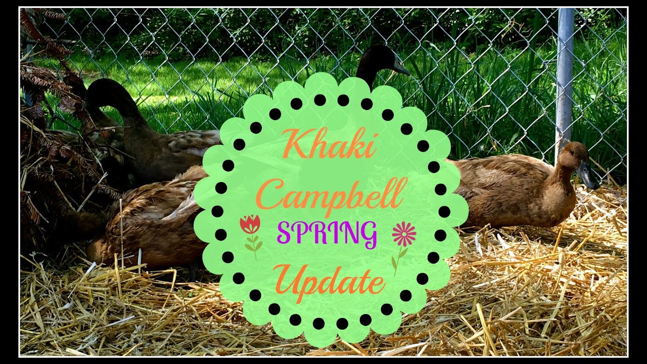 Khaki Campbell Spring Update~